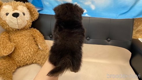 成約済の兵庫県のポメチワ:ポメラニアン×チワワ-329746の2枚目